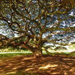 Kamehameha Bakery - モアナルア・ガーデンのモンキーポッドの大樹(通称 日立の樹)