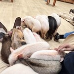 マイピッグカフェ イオンモール札幌発寒店 - 