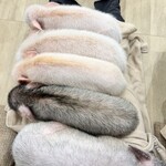 マイピッグカフェ イオンモール札幌発寒店 - 