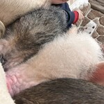 マイピッグカフェ イオンモール札幌発寒店 - 