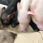 マイピッグカフェ - 