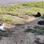 ICHARIBA Garden - 10匹以上猫さまのいる神空間