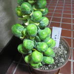 あらかると - 【2014､12月】まだ喰えなかったのです(涙)