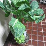 あらかると - 【2014､12月】店の前に小笠原の芽キャベツが｡｡｡