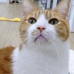 ビフテキ重・肉飯 ロマン亭 エキマルシェ新大阪ソトエ店 - 泉大津で待ってるにゃん