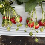 アグリタウン - 