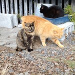 カーサデイノンノ - 