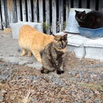 カーサデイノンノ - 