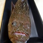 酒肴 和亭 - ９品目です。この魚は「むしま」と言うそうですよ。旬は冬です。調理前の魚を見せてもらいました。