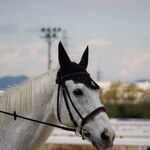 本町製麺所 天 - 園田競馬場の誘導馬ストラディヴァリオさんみたく白くてなめらかなおうどん