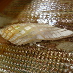 鮨匠 のむら - ぶりの子