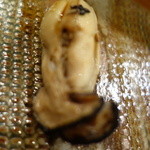 鮨匠 のむら - かき