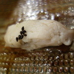 鮨匠 のむら - 太刀魚