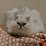 彩雲堂 - 
