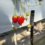 原田いちごファーム - 