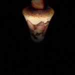 fruits peaks 横浜ポルタ店 - 