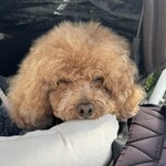 クッチーナ デル カンポ - また寝てるｗ