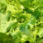 汁なし担担麺専門 キング軒 東京店 - 