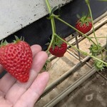 みつヴィレッジ宮内いちごハウス - 