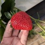 みつヴィレッジ宮内いちごハウス - 
