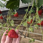 みつヴィレッジ宮内いちごハウス - 