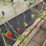 みつヴィレッジ宮内いちごハウス - 