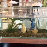 カロスキューマ - 