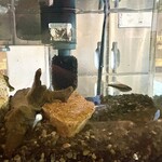 カロスキューマ - 