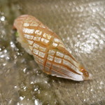 鮨匠 のむら - シマアジ。