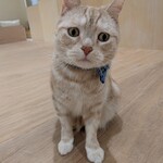 モフアニマルカフェ 高崎オーパ店 - 