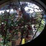 蕎麦小路 さわらび - 