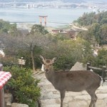 平松茶屋 - お店からの展望．鹿と厳島神社