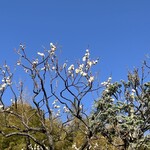 オーケー - 妙法寺の梅