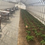 畑cafe ランタナ - ケールと共にお食事を食べます。