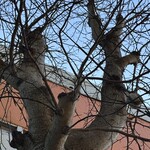 インデアンレストラン  ニューミラ - 