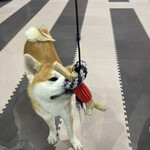 秋田犬の里 お土産コーナー - 2024年10月27日生まれの男の子