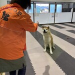 秋田犬の里 お土産コーナー - 今日のワンコは源太くん