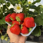 山銀ぶどう園 - 