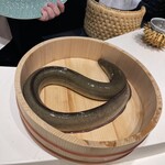 照寿司 - 大分県産天然鰻