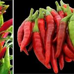 佐渡汽船 おけさ丸 - 南蛮唐辛子