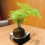 SHINRA YORO VALLEY - 