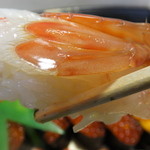 札幌市場めし　まるさん亭 - おかませ握り　５人前　１２５００円のボタン海老のアップ　【　２０１４年１２月　】