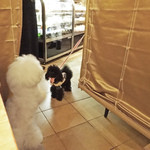 アンディカフェ - プーちゃん、こんばんは〜♬