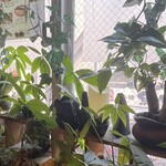 クゥーチャイ - 窓際小物が可愛い