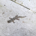 FOUR SEASONS RESORT BALI AT SAYAN - 