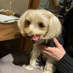 カフェレストランかど屋テラス - わんちゃん用炭火焼き湘南ポーク食べて大満足