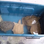 天然もの３－５Ｋｇ！