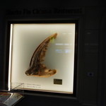 筑紫樓 - どデカいふかひれのディスプレイが目印 2015.1.x