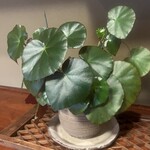 フレンチ松庵 - 