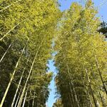 十割そば さくだ - 